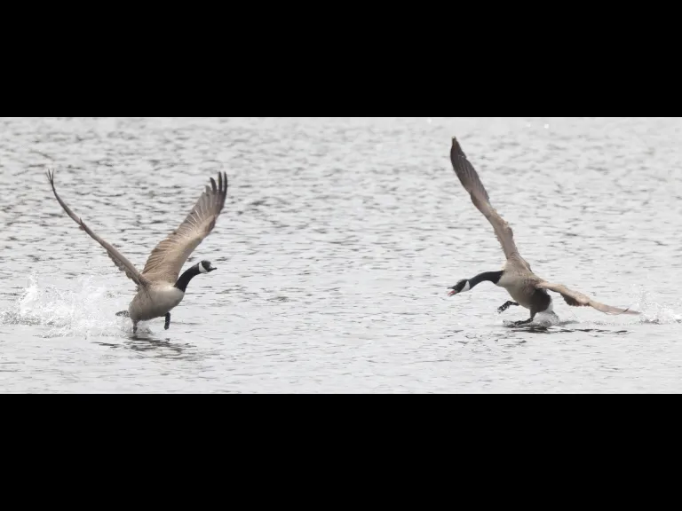 Canada geese at Hager Pond in Marlborough, photographed by Steve Forman.
