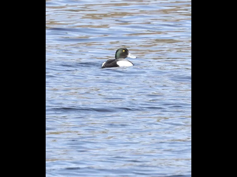 A greater scaup on the Sudbury Reservoir in Southborough, photographed by Steve Forman.