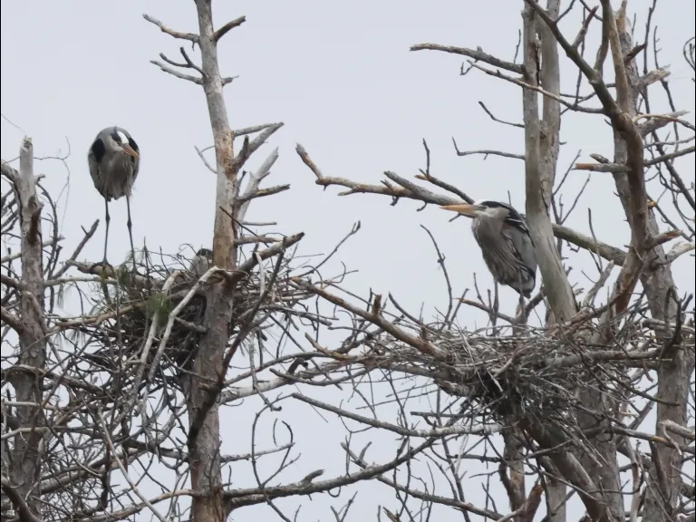 Great blue herons at their nests in Southborough, photographed by Steve Forman.