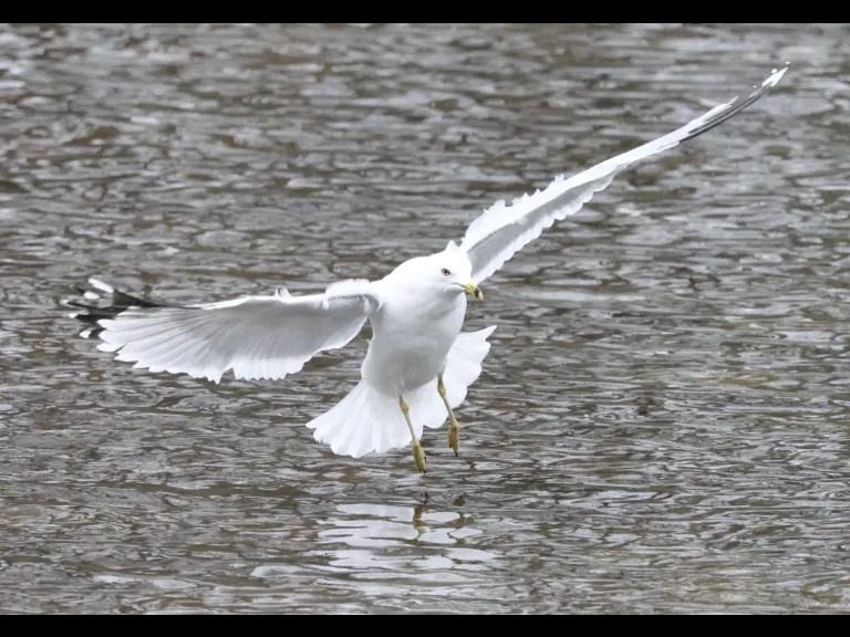 A ring-billed gull at Hager Pond in Marlborough, photographed by Steve Forman.