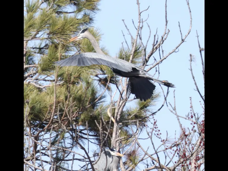 A great blue heron in Southborough, photographed by Steve Forman.