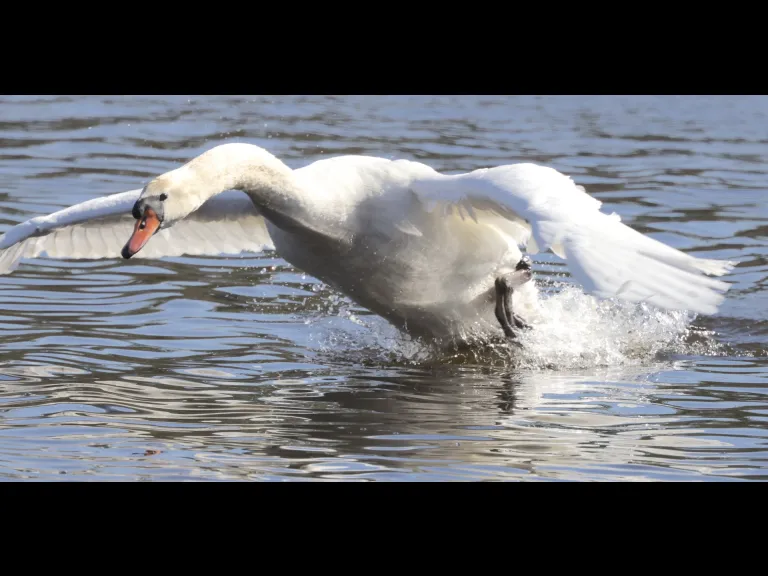 A mute swan at Hager Pond in Marlborough, photographed by Steve Forman.