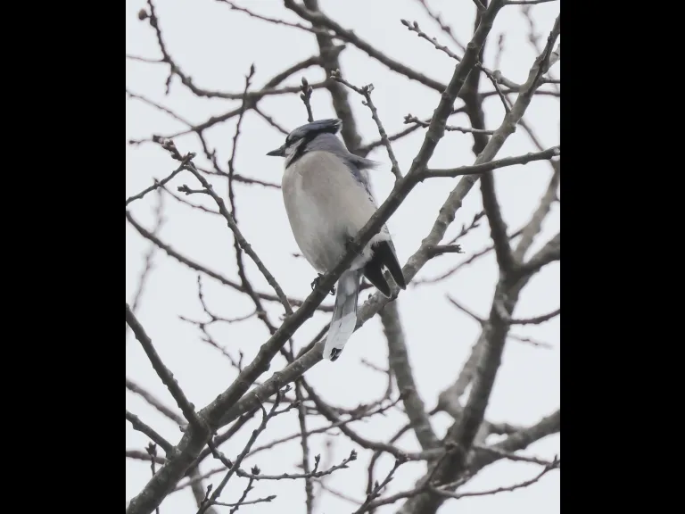 A blue jay at Breakneck Hill Conservation Land in Southborough, photographed by Steve Forman.