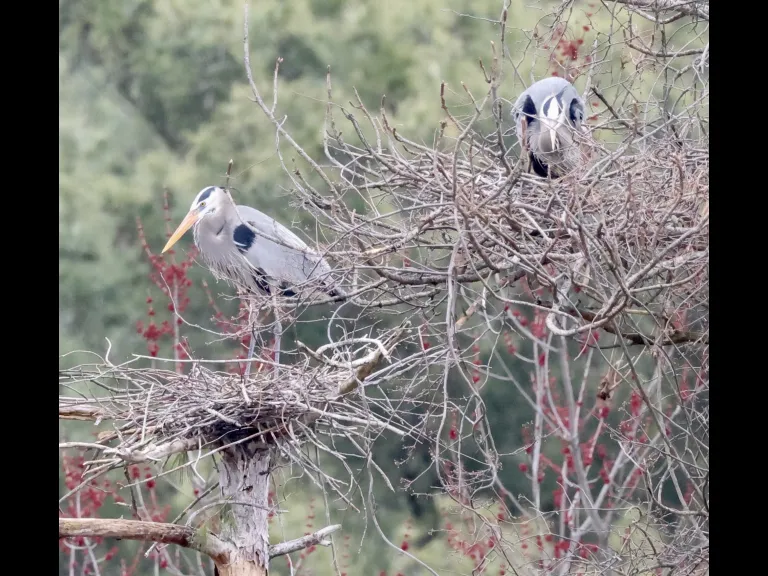 Great blue herons in Southborough, photographed by Steve Forman.