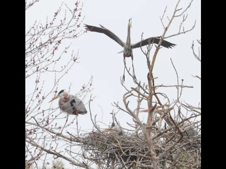 Great blue herons in Southborough, photographed by Steve Forman.