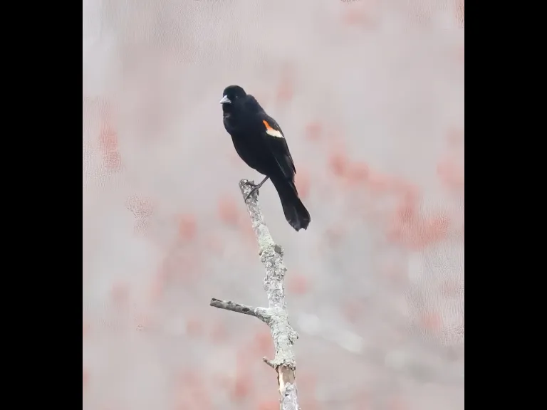 A red-winged blackbird at Breakneck Hill Conservation Land in Southborough, photographed by Steve Forman.