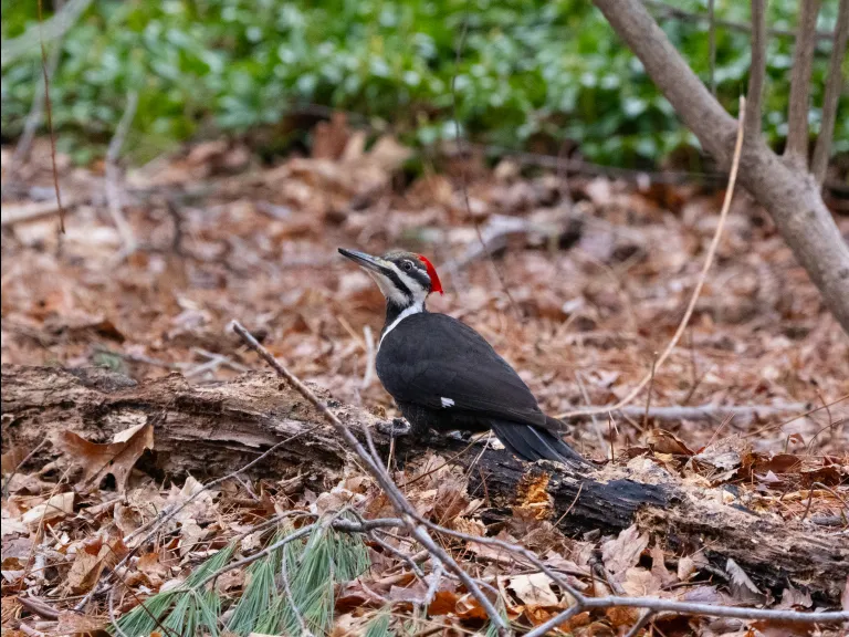 A pileated woodpecker in Sudbury, photographed by CJ Bordeleau.
