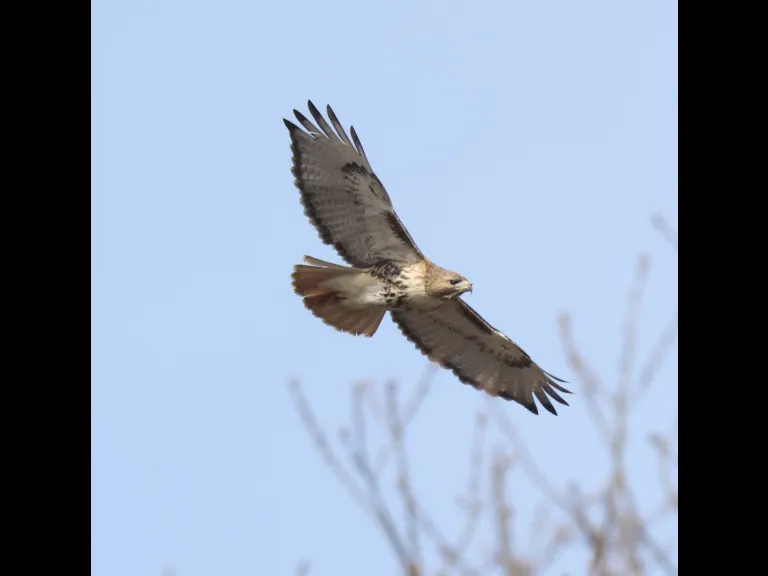 A red-tailed hawk at Breakneck Hill Conservation Land in Southborough, photographed by Steve Forman.