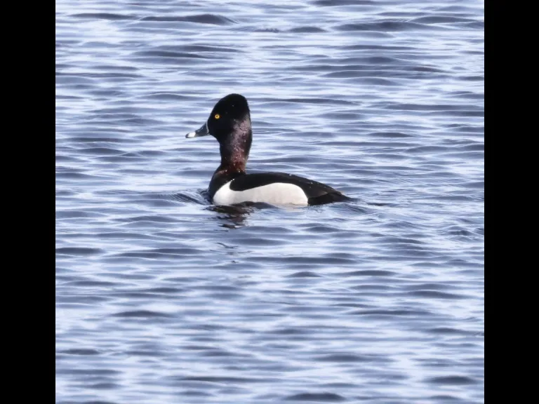 A ring-necked duck on the Sudbury Reservoir in Southborough, photographed by Steve Forman.
