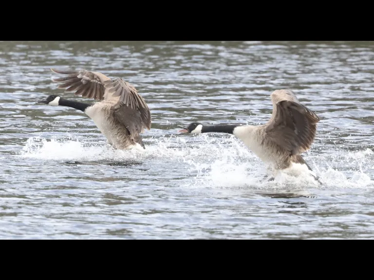 Canada geese at Hager Pond in Marlborough, photographed by Steve Forman.