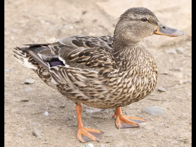 A mallard at Hager Pond in Marlborough, photographed by Steve Forman.