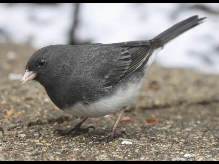 A dark-eyed junco in Framingham, photographed by Steve Forman.