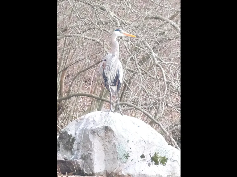 A great blue heron at Grist Mill Pond in Sudbury, photographed by Steve Forman.