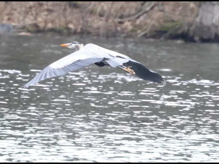A great blue heron at Grist Mill Pond in Sudbury, photographed by Steve Forman.