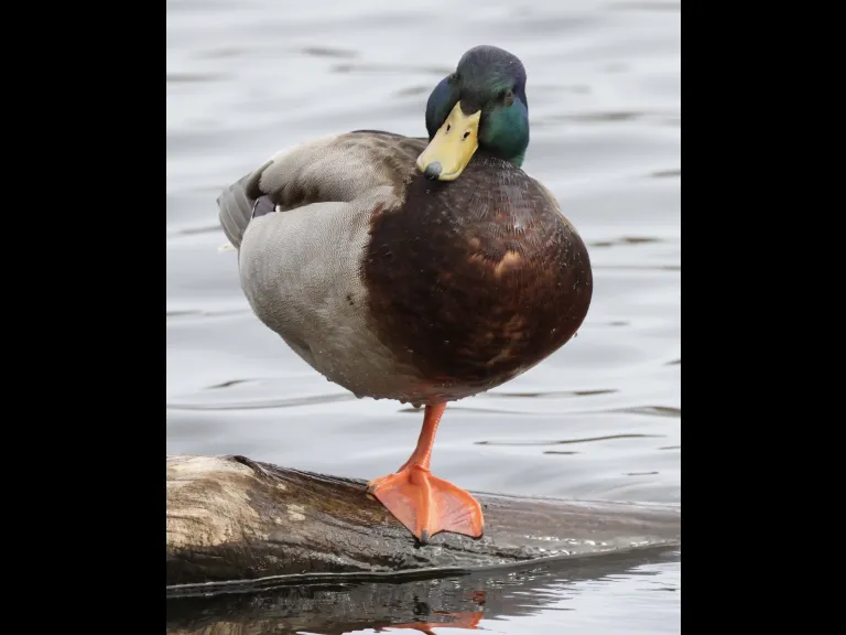 A mallard at Hager Pond in Marlborough, photographed by Steve Forman.