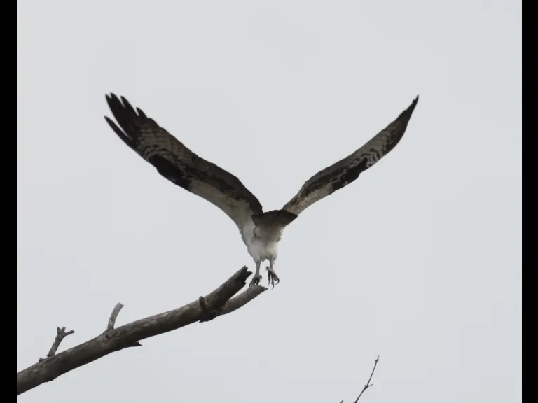 An osprey at Hager Pond in Marlborough, photographed by Steve Forman.
