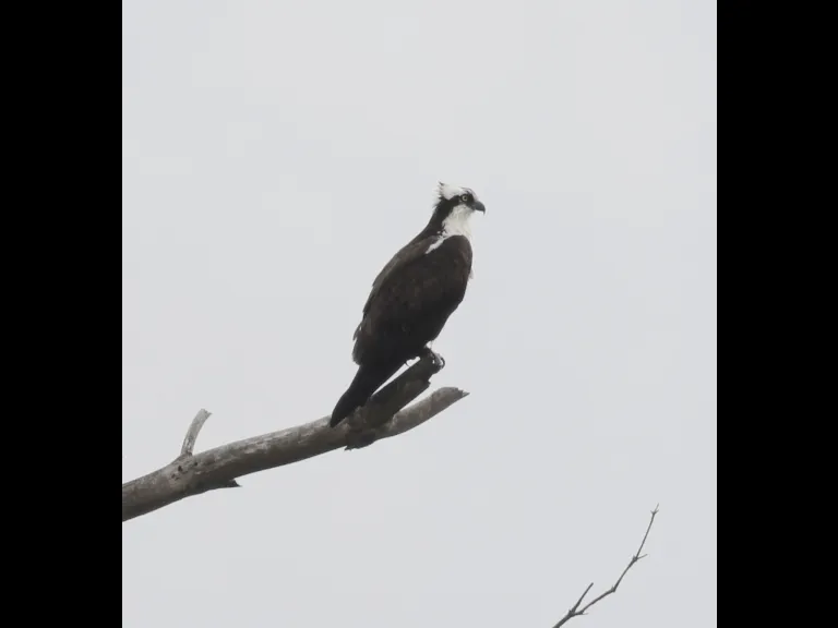 An osprey at Hager Pond in Marlborough, photographed by Steve Forman.