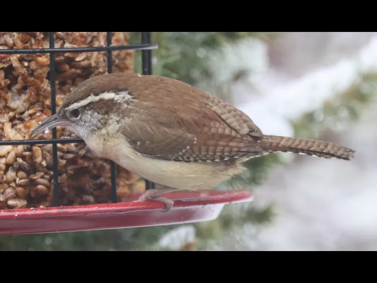 A Carolina wren in Framingham, photographed by Steve Forman.
