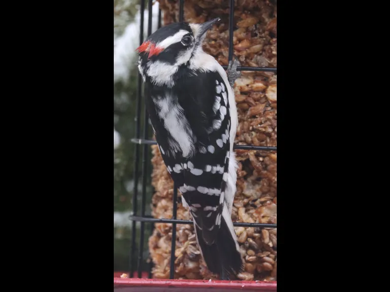 A downy woodpecker in Framingham, photographed by Steve Forman.
