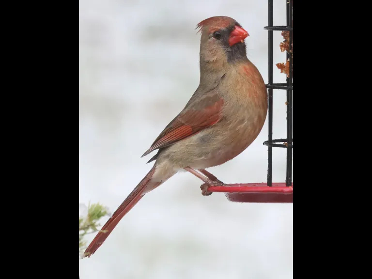 A northern cardinal in Framingham, photographed by Steve Forman.