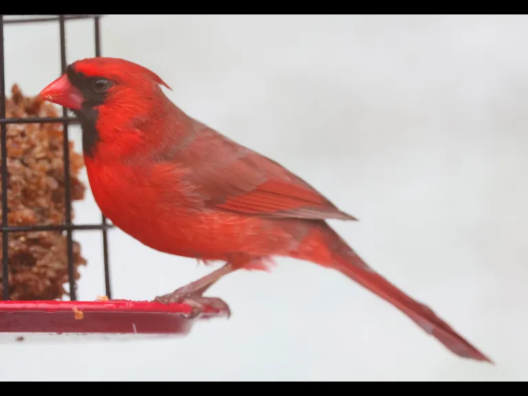 A northern cardinal in Framingham, photographed by Steve Forman.