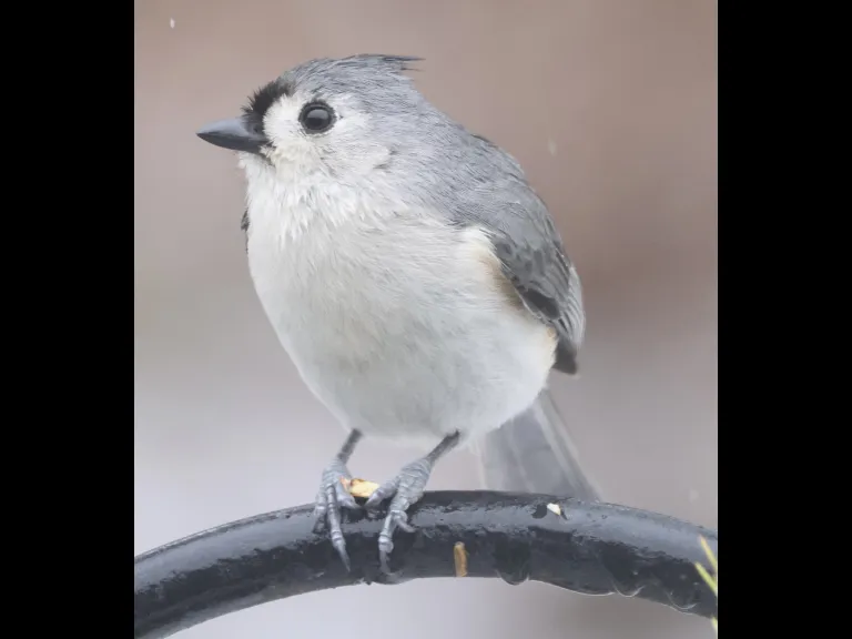 A tufted titmouse in Framingham, photographed by Steve Forman.
