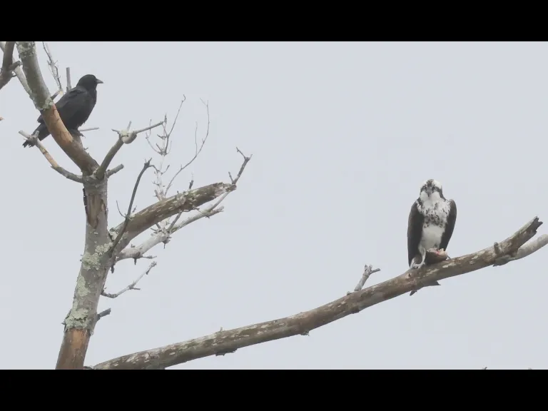 An osprey and an American crow at Hager Pond in Marlborough, photographed by Steve Forman.