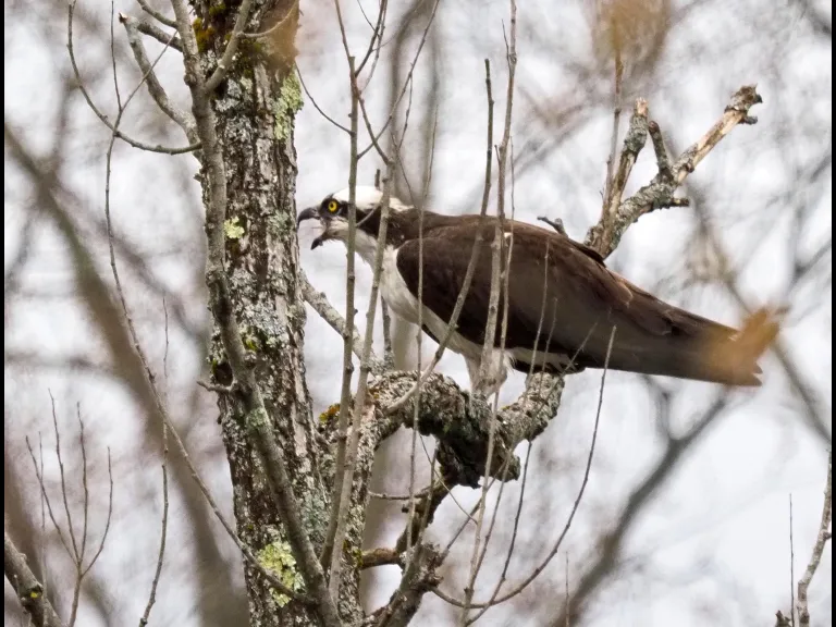 An osprey in Wayland, photographed by Joan Chasan.