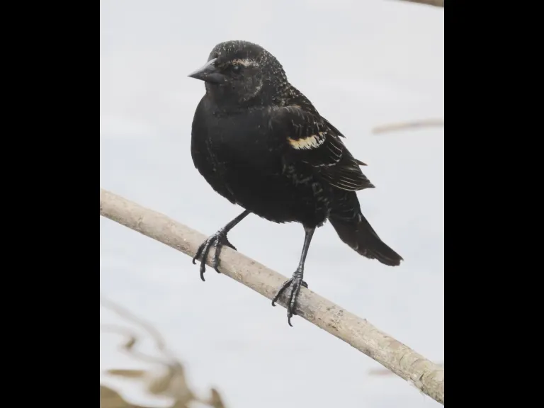 A red-winged blackbird at Hager Pond in Marlborough, photographed by Steve Forman.