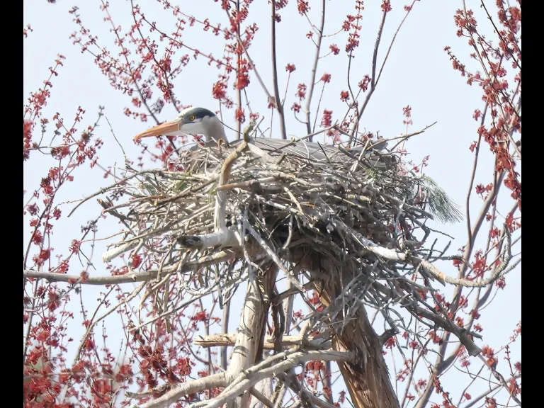 A great blue heron in Southborough, photographed by Steve Forman.