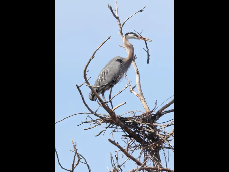 A great blue heron in Southborough, photographed by Steve Forman.