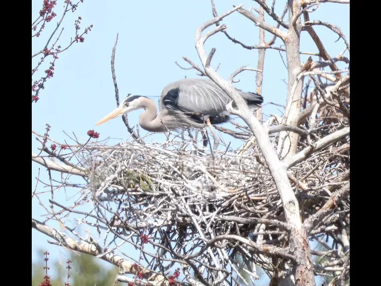 A great blue heron in Southborough, photographed by Steve Forman.