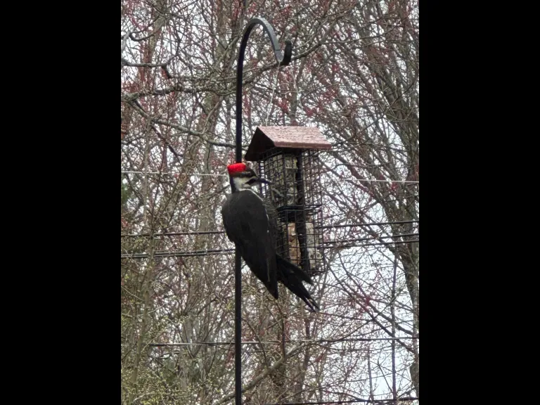 A pileated woodpecker in Framingham, photographed by Dean Webster.