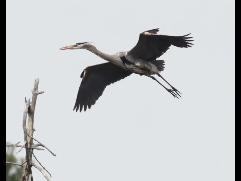 A great blue heron in Southborough, photographed by Steve Forman.