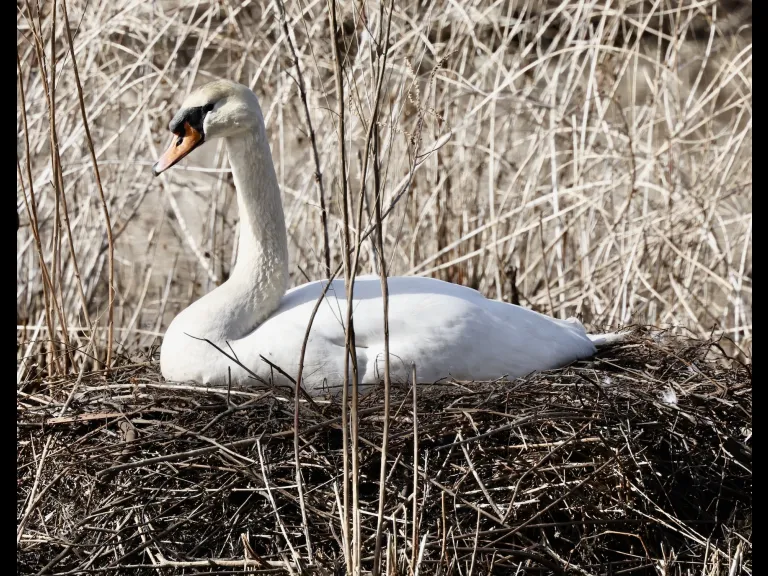 A mute swan at Bruce's Pond in Hudson, photographed by Steve Forman.