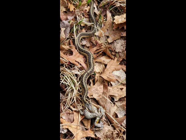 A common garter snake preys on a gray tree frog at Mt. Ward in Marlborough, photographed by David Searl.