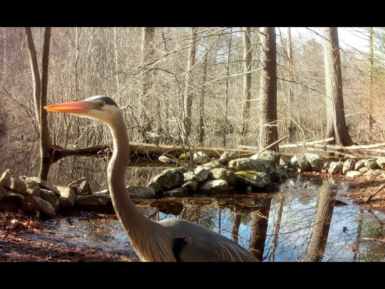 A great blue heron in Framingham, photographed with an automatically triggered wildlife camera by Margaret McKane.