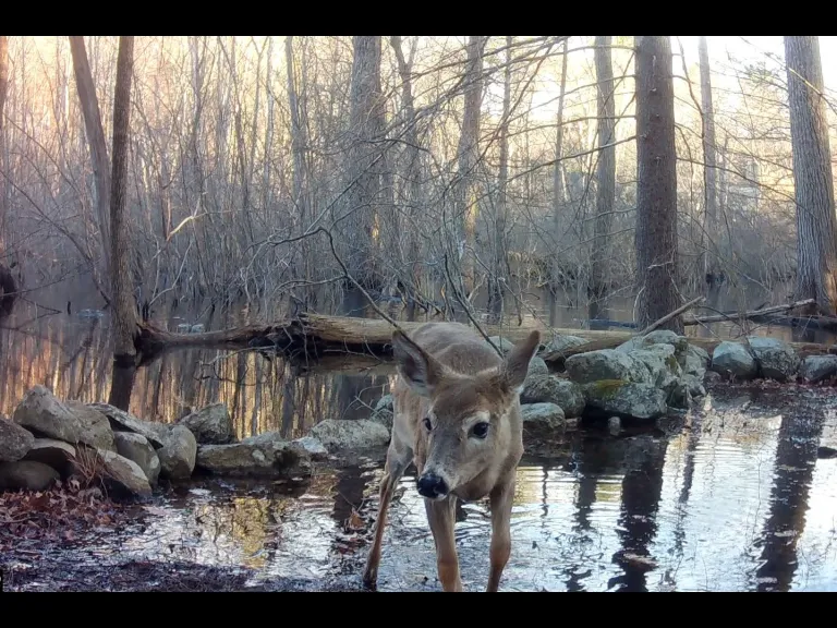 A white-tailed deer in Framingham, photographed with an automatically triggered wildlife camera by Margaret McKane.