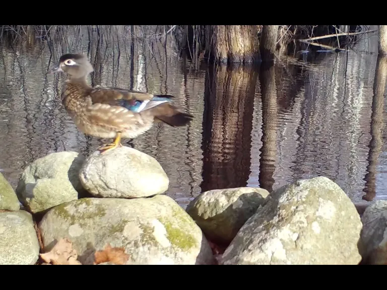 A wood duck in Framingham, photographed with an automatically triggered wildlife camera by Margaret McKane.