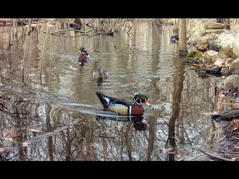 Wood ducks in Framingham, photographed with an automatically triggered wildlife camera by Margaret McKane.