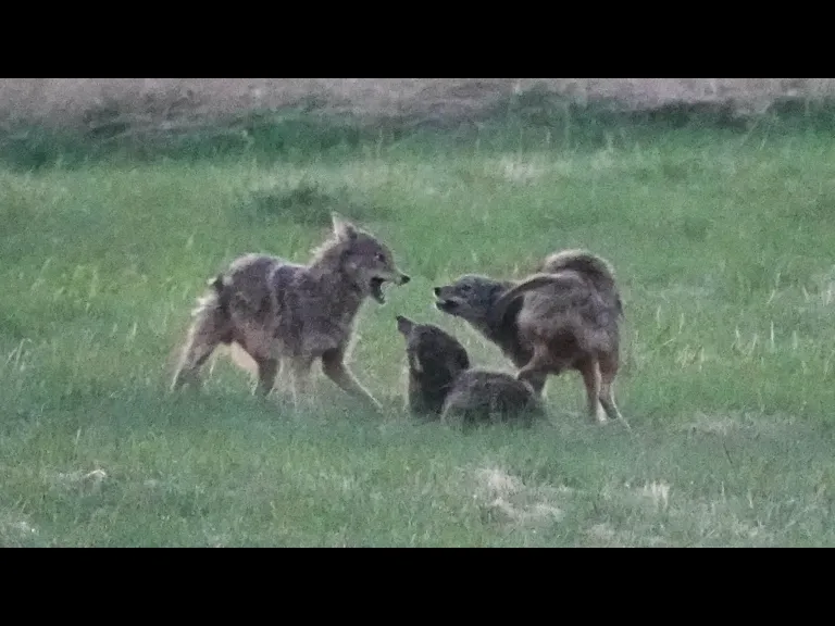 Coyotes at Mass Audubon's Drumlin Farm Wildlife Sanctuary in Lincoln, photographed by Ron McAdow.