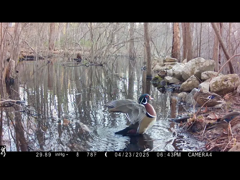 A wood duck in Framingham, photographed with an automatically triggered wildlife camera by Margaret McKane.