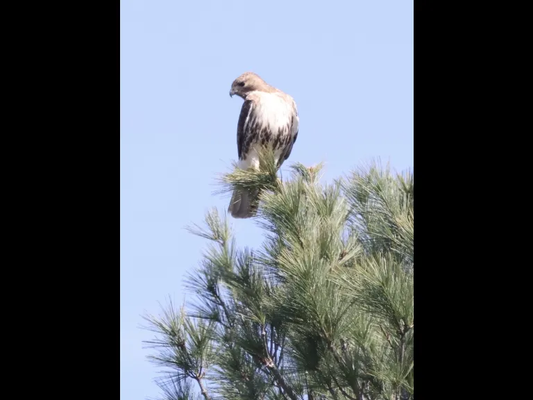 A red-tailed hawk at Breakneck Hill Conservation Land in Southborough, photographed by Steve Forman.