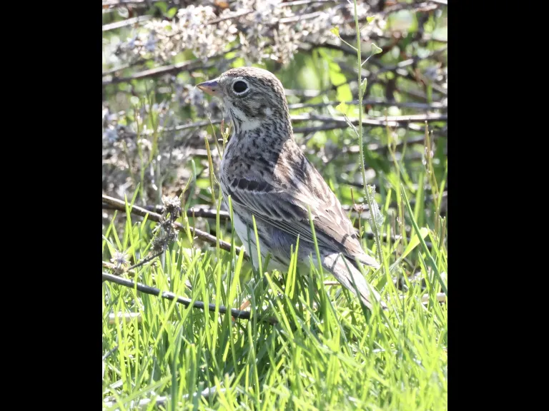 A vesper sparrow at Breakneck Hill Conservation Land in Southborough, photographed by Steve Forman.
