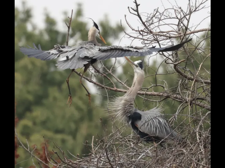 Great blue herons in Southborough, photographed by Steve Forman.