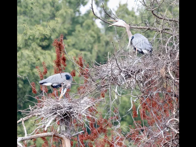 Great blue herons in Southborough, photographed by Steve Forman.
