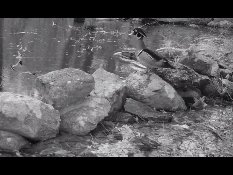 A wood duck and a beaver in Framingham, photographed with an automatically triggered wildlife camera by Margaret McKane.