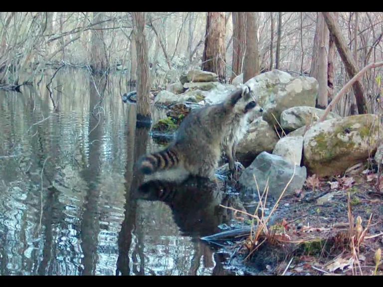 A raccoon in Framingham, photographed with an automatically triggered wildlife camera by Margaret McKane.
