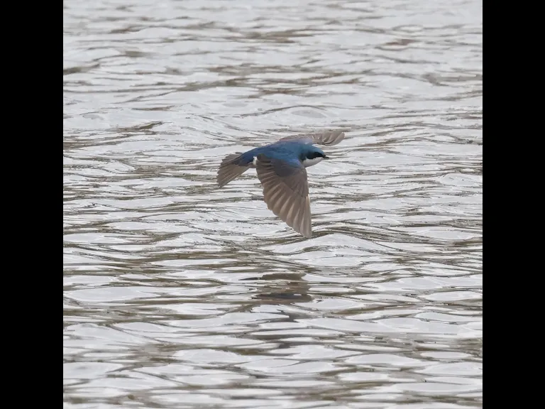 A tree swallow at Hager Pond in Marlborough, photographed by Steve Forman.