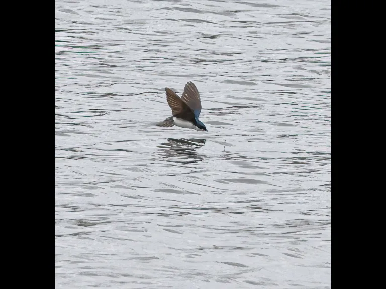 A tree swallow at Hager Pond in Marlborough, photographed by Steve Forman.